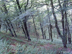 Des arbres épars avec un tapis de fougères